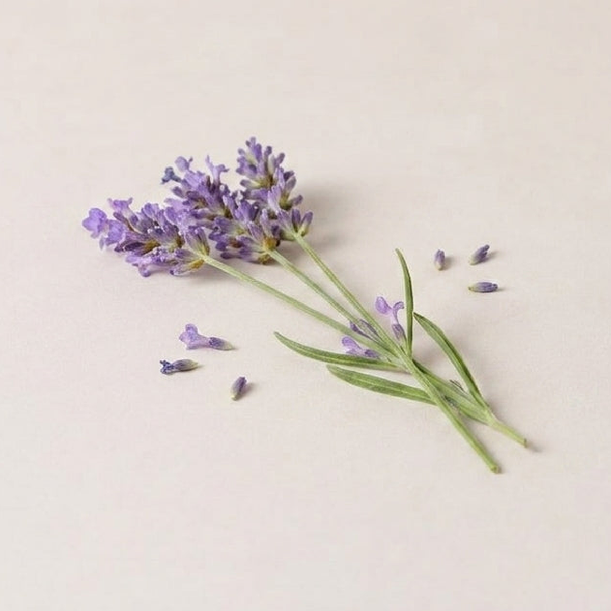 lavender-extract