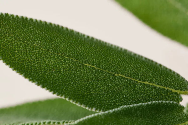 Sage Extract
