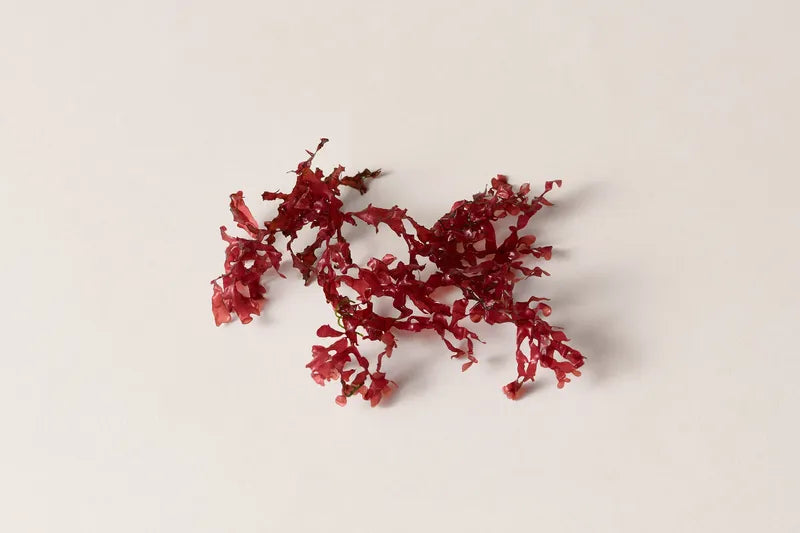 Tara_ecommerce_Ingredients_ChondrusCrispusExtract.webp