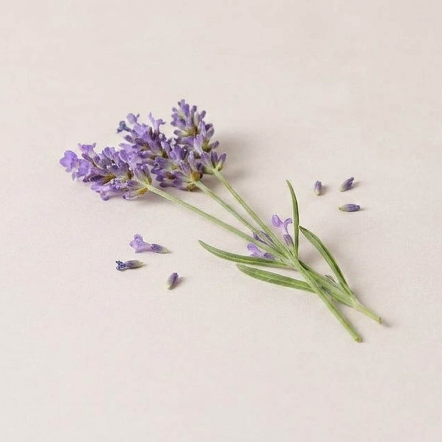 Lavender Extract
