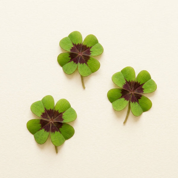 Red Clover Extract
