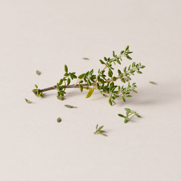 Thyme Extract
